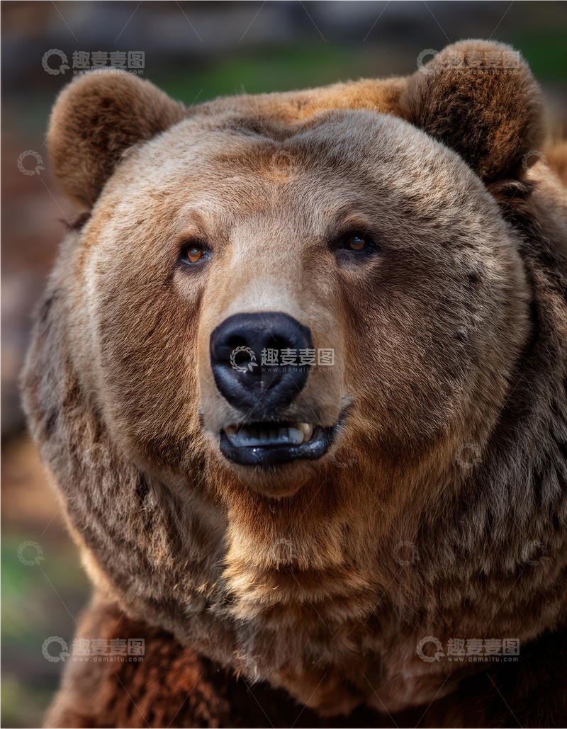 高清大图下载【趣麦麦图】棕熊正面的温和神态