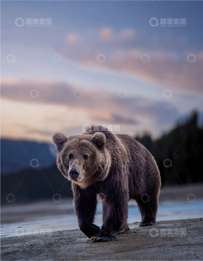 高清大图下载【趣麦麦图】棕熊黄昏沙滩上的前行
