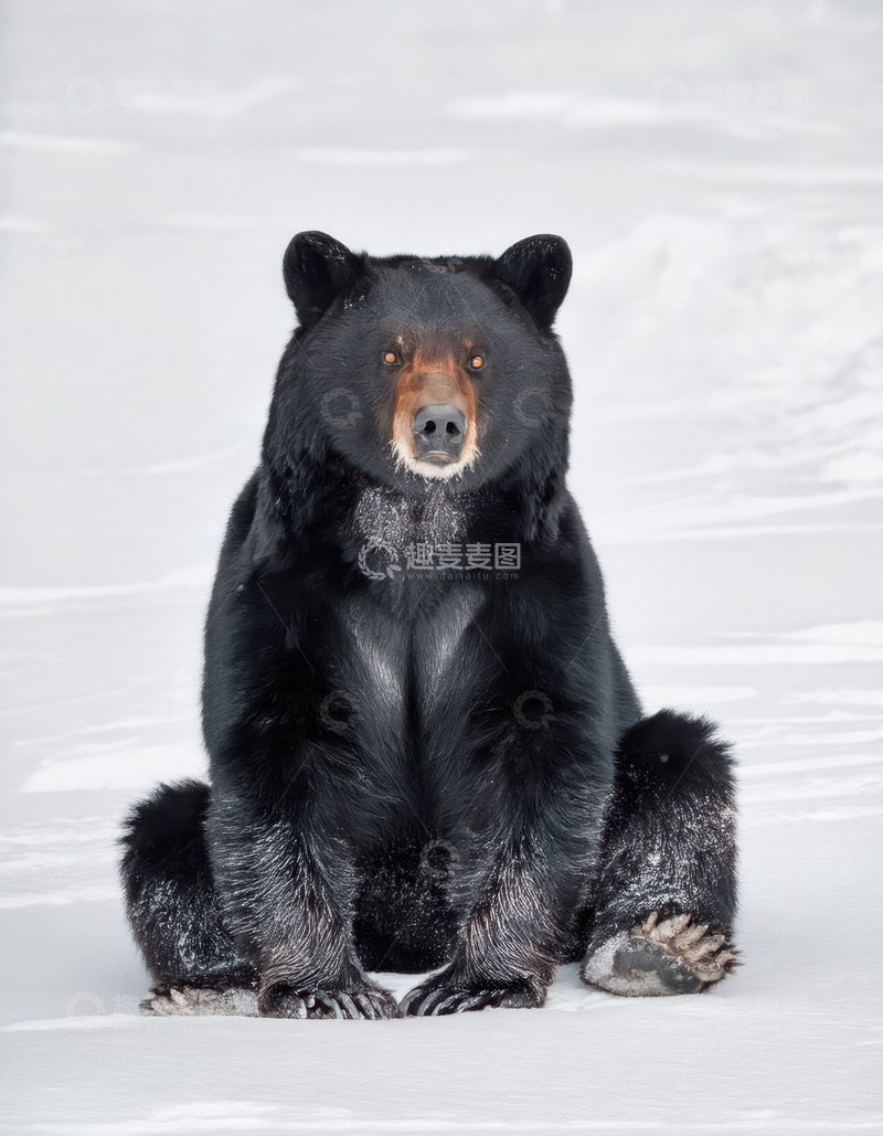 高清大图下载【趣麦麦图】黑熊雪地静坐沉思模样