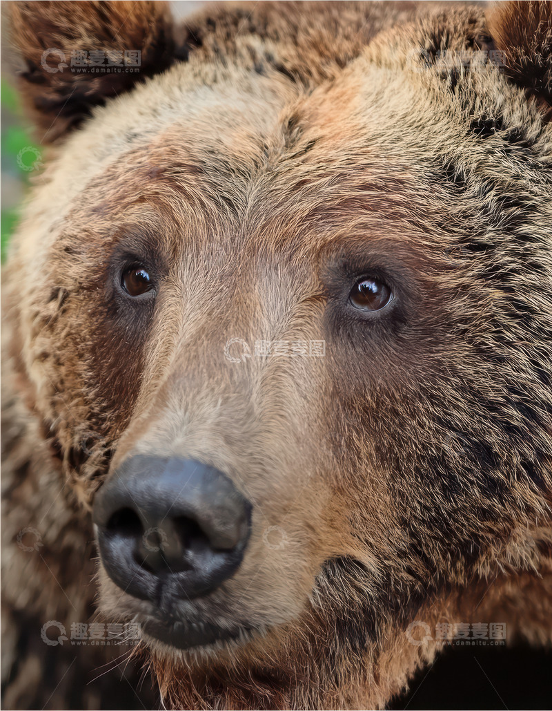 高清大图下载【趣麦麦图】棕熊近景的沉静面容