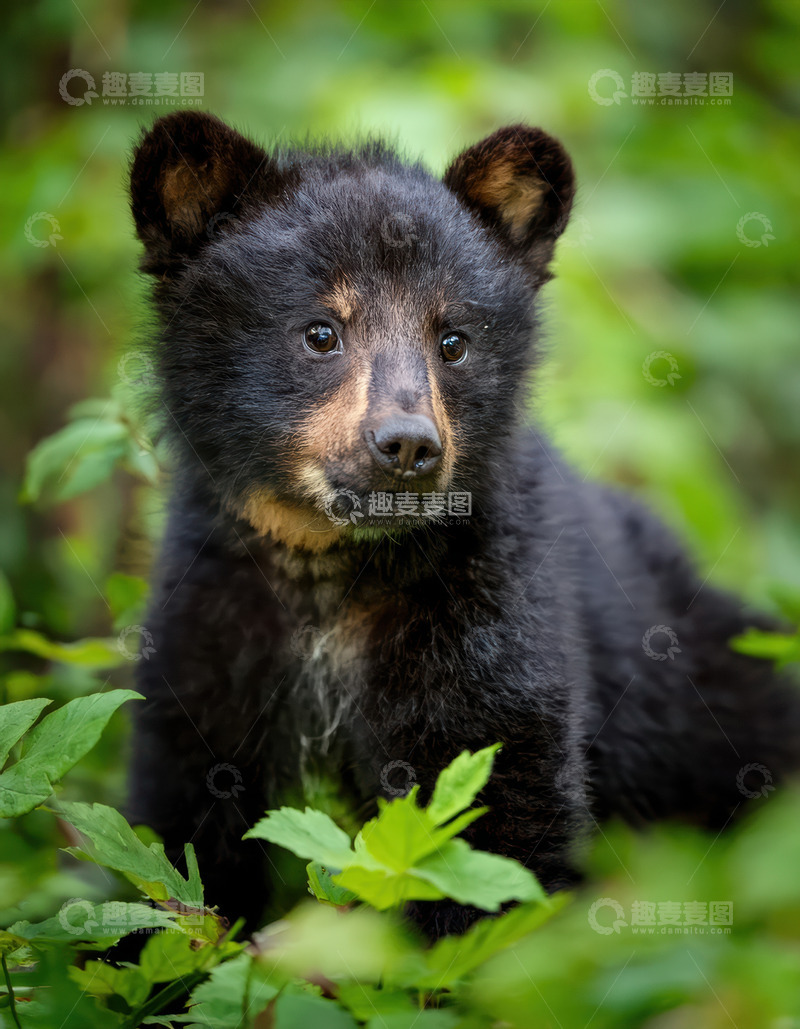 高清大图下载【趣麦麦图】小黑熊的可爱模样