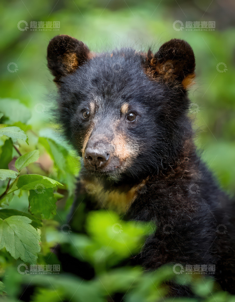 高清大图下载【趣麦麦图】小黑熊林间小栖