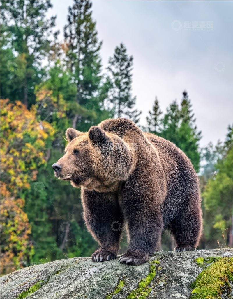 高清大图下载【趣麦麦图】棕熊岩石上俯瞰森林