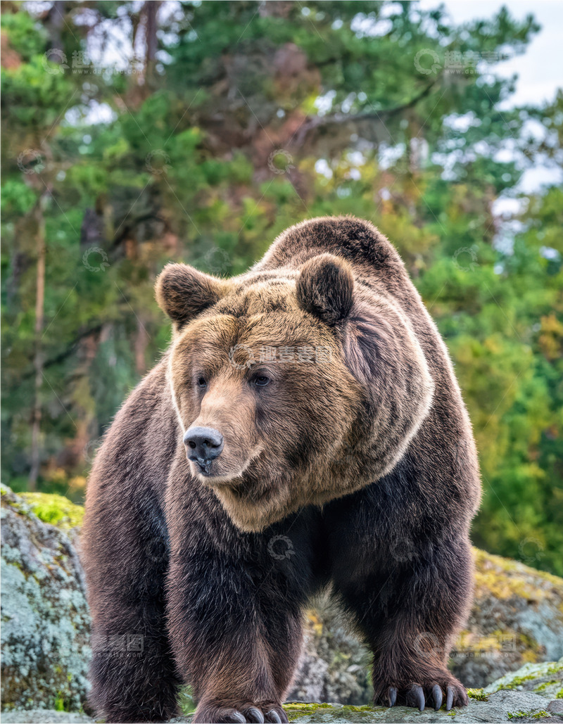 高清大图下载【趣麦麦图】棕熊岩石上沉思伫立