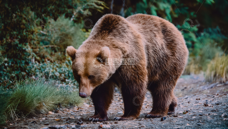 高清大图下载【趣麦麦图】棕熊林间低头探索