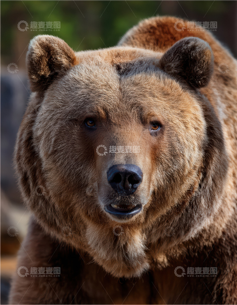 高清大图下载【趣麦麦图】棕熊正面的憨态特写