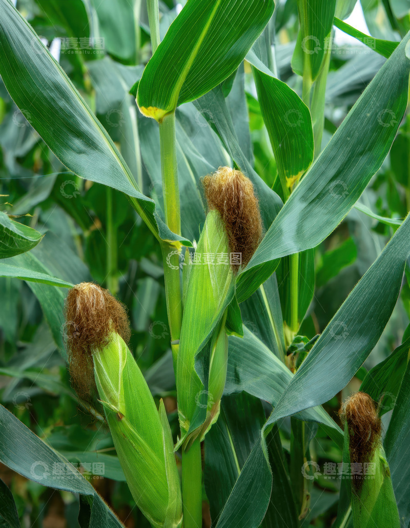 高清大图下载【趣麦麦图】绿叶间带须的鲜嫩玉米植株