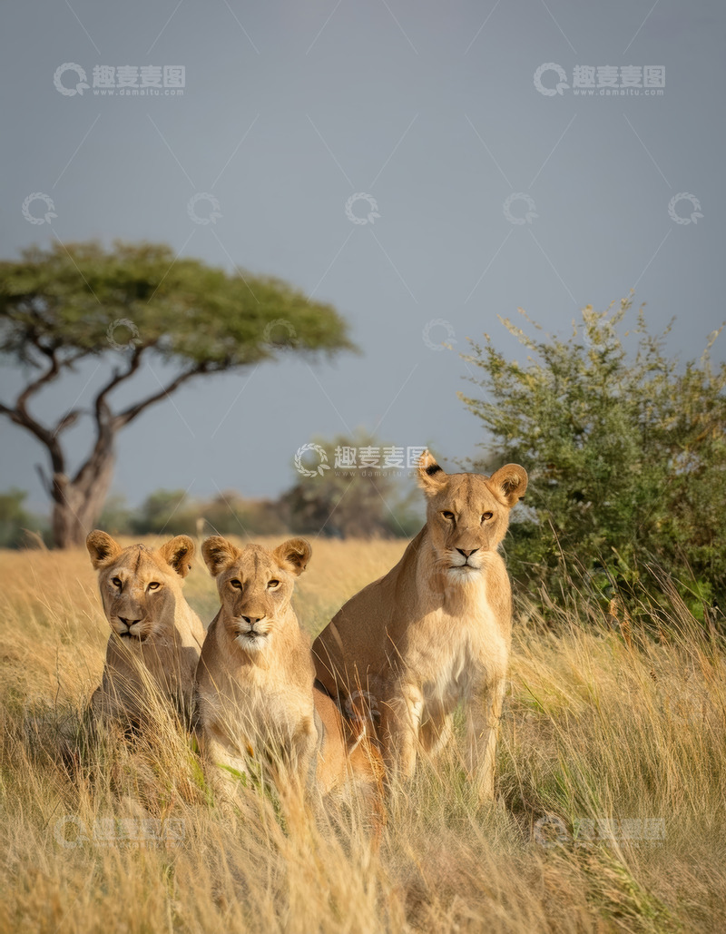 高清大图下载【趣麦麦图】三母狮草原凝眸展野性之美