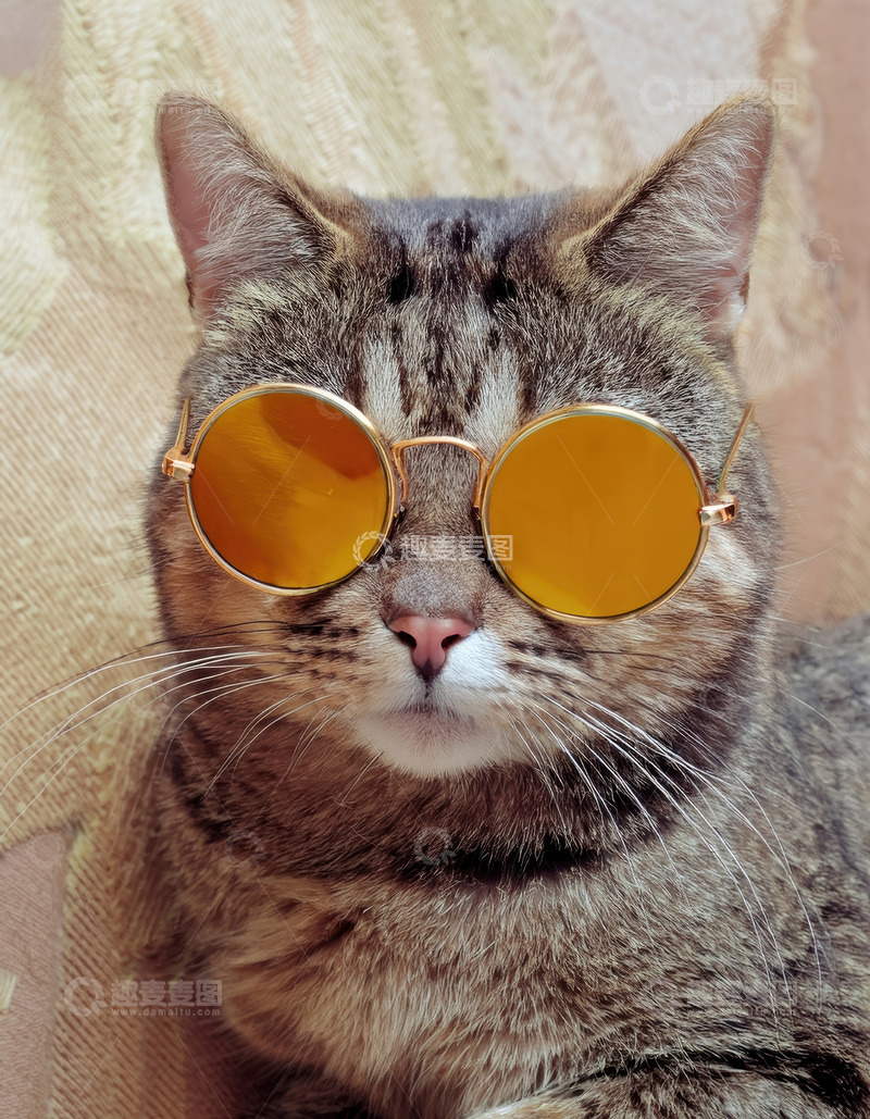 高清大图下载【趣麦麦图】戴金棕墨镜狸花猫的酷炫模样