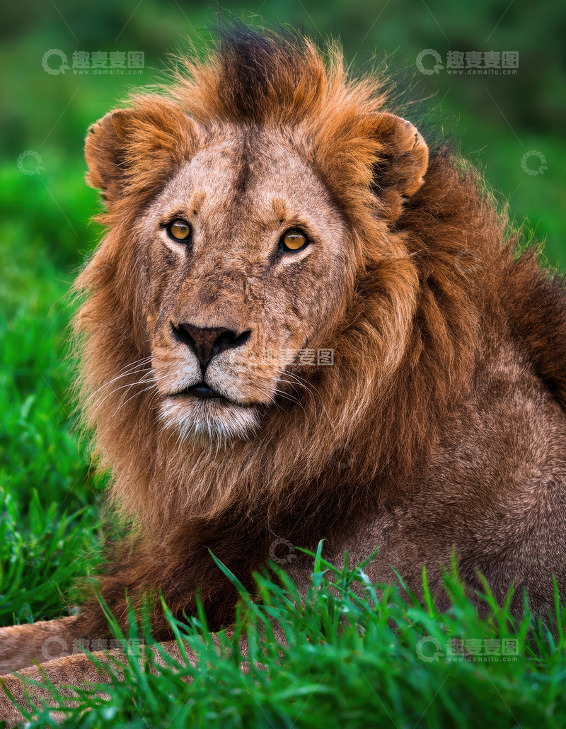 高清大图下载【趣麦麦图】雄狮绿草丛中展静谧威严态
