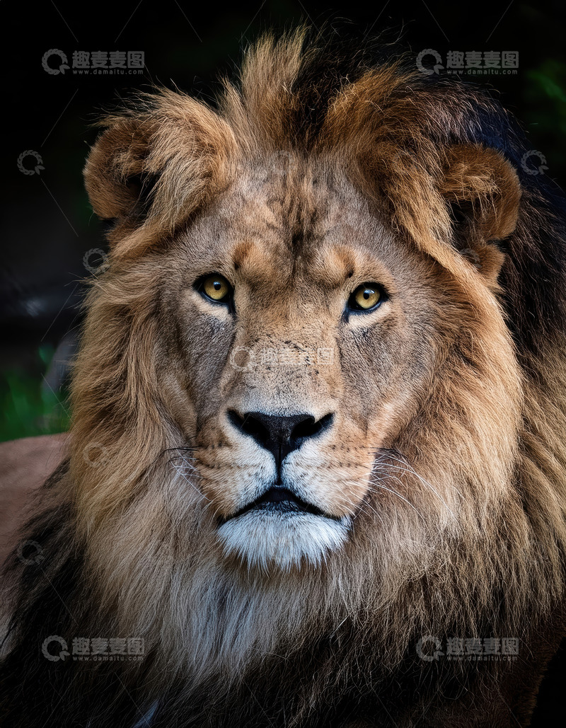 高清大图下载【趣麦麦图】雄狮特写尽显野性王者风范