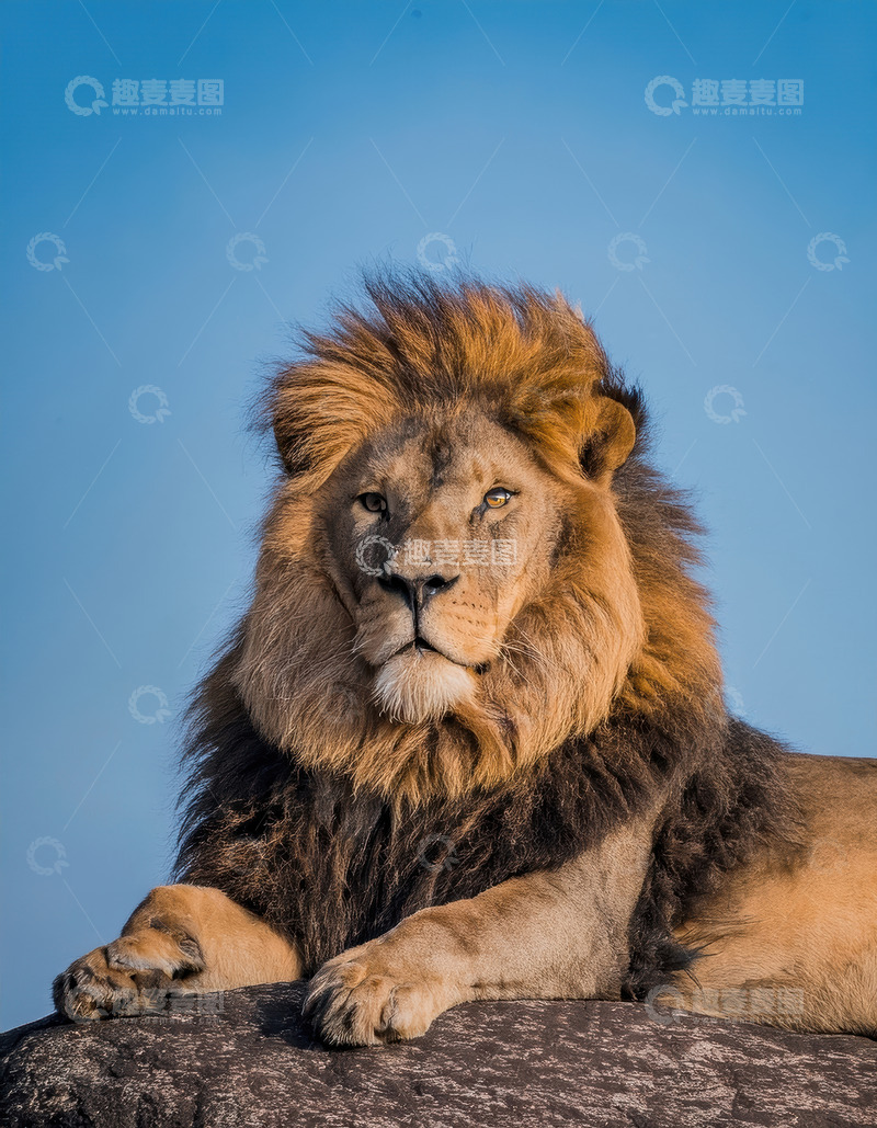 高清大图下载【趣麦麦图】雄狮卧岩沐蓝天展王者风范