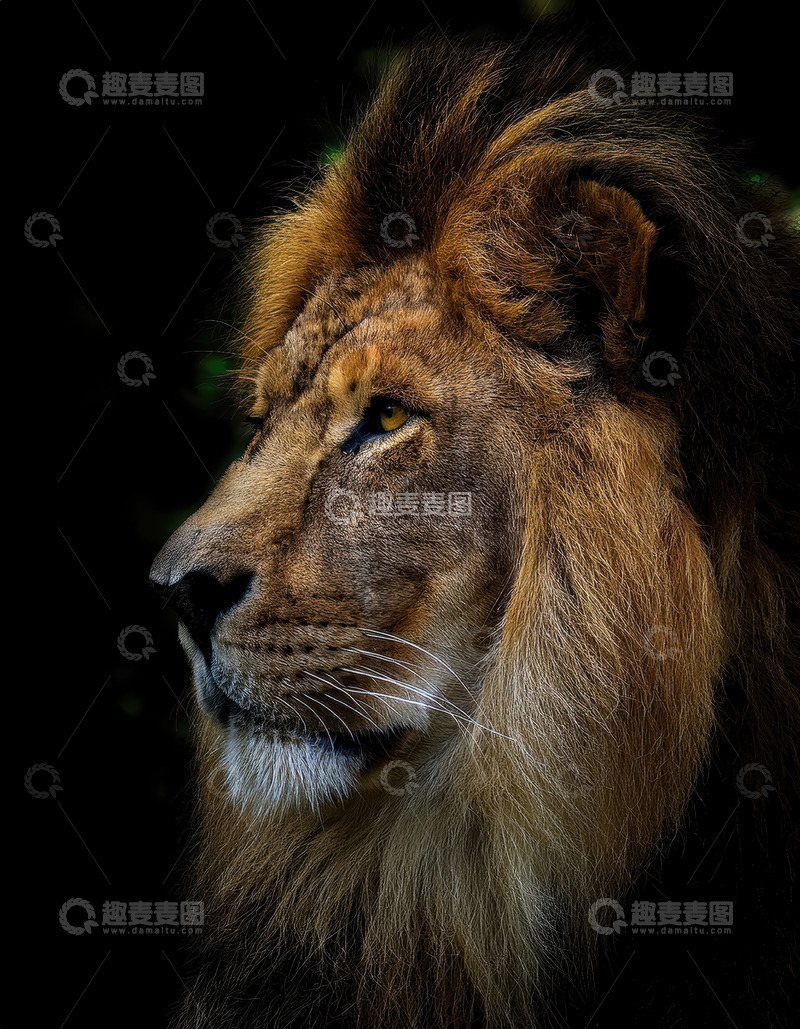 高清大图下载【趣麦麦图】暗幕下雄狮侧影显神秘威严
