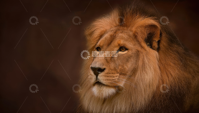 高清大图下载【趣麦麦图】暗调雄狮展神秘威严气场