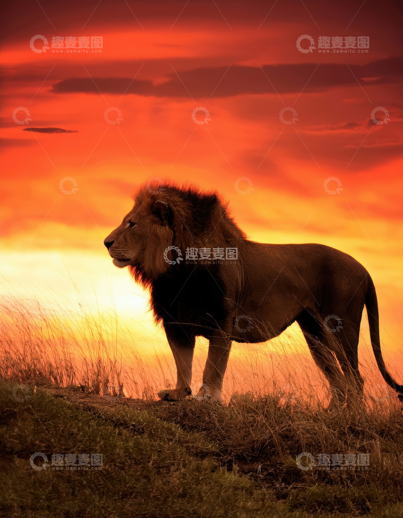 高清大图下载【趣麦麦图】落日余晖中雄狮展王者英姿