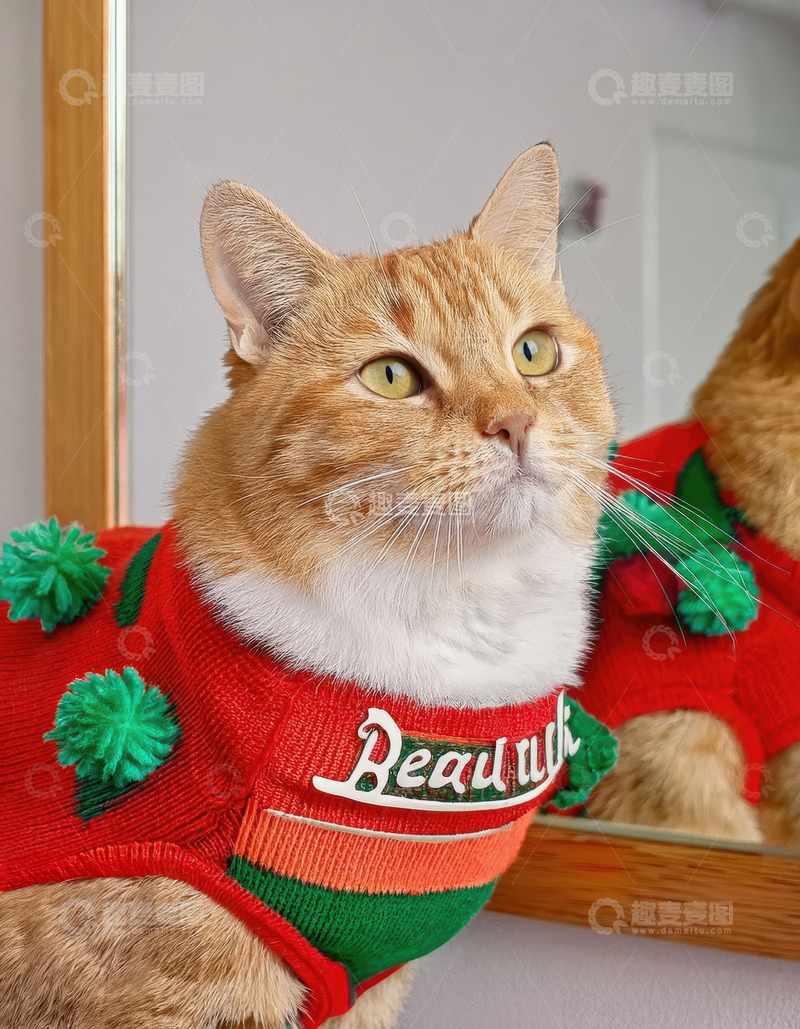 高清大图下载【趣麦麦图】穿红衣的橘猫的俏皮可爱模样