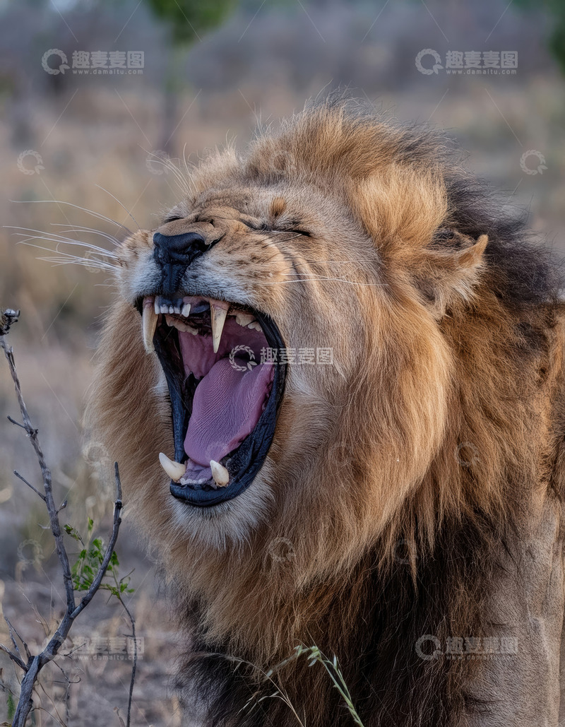 高清大图下载【趣麦麦图】雄狮草原咆哮尽显王者霸气