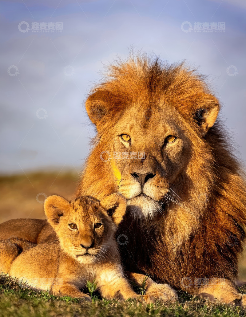 高清大图下载【趣麦麦图】雄狮幼崽相伴彰显草原温情