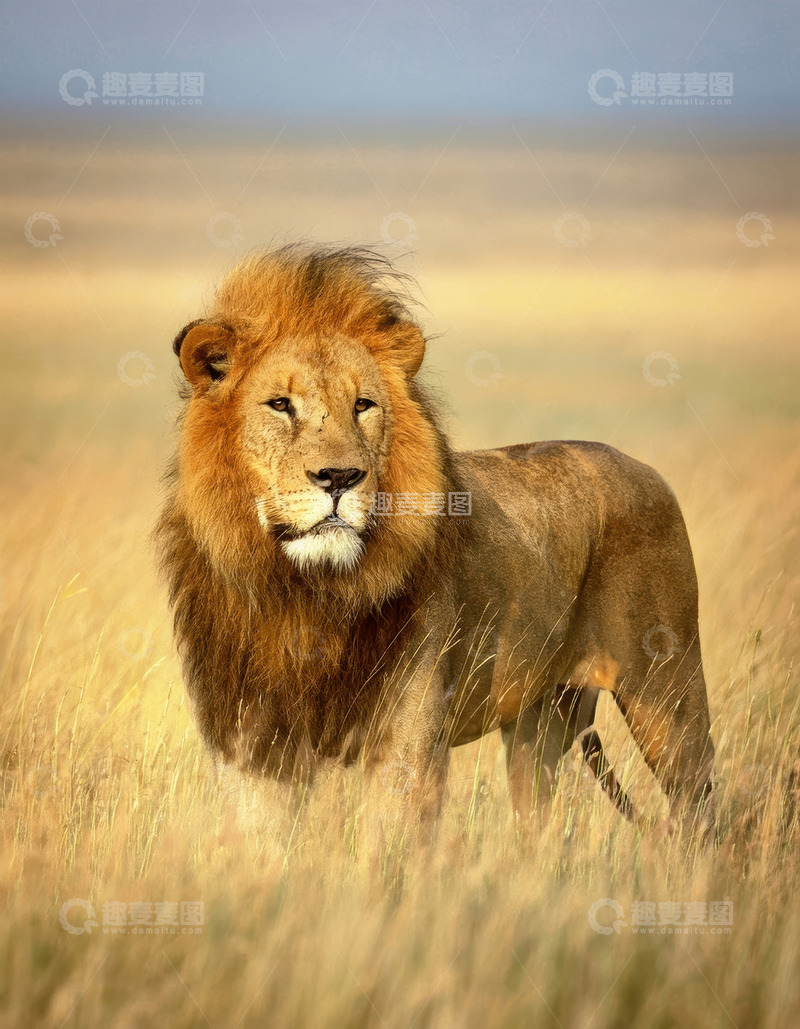 高清大图下载【趣麦麦图】雄狮草原挺立展王者威严气势
