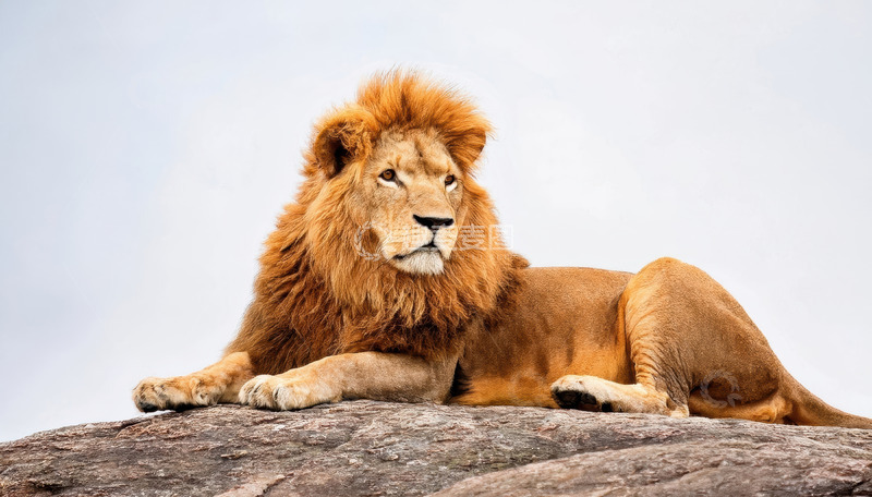 高清大图下载【趣麦麦图】雄狮卧于岩石上的霸气姿态