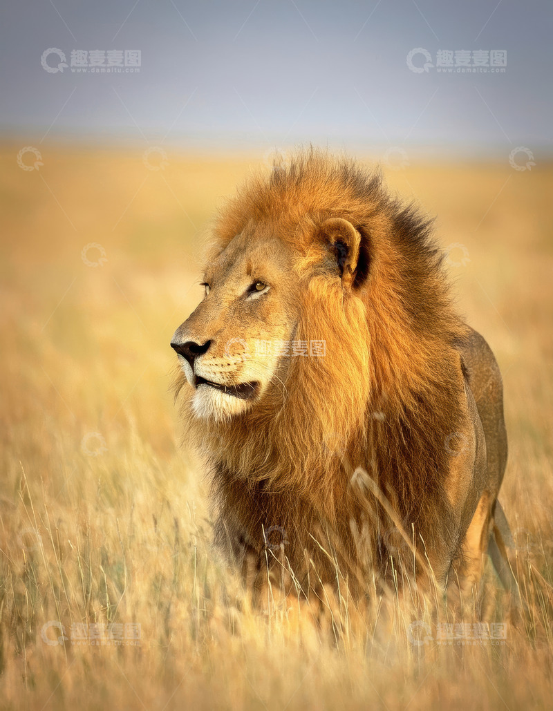 高清大图下载【趣麦麦图】雄狮草原伫立展磅礴王者气场