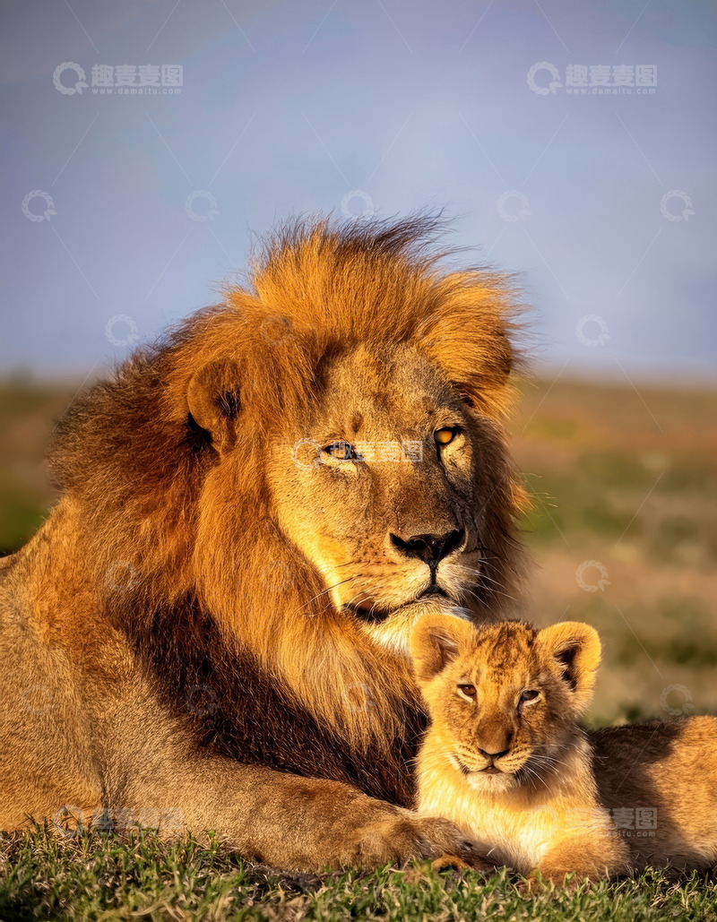 高清大图下载【趣麦麦图】雄狮与幼狮共展草原温情