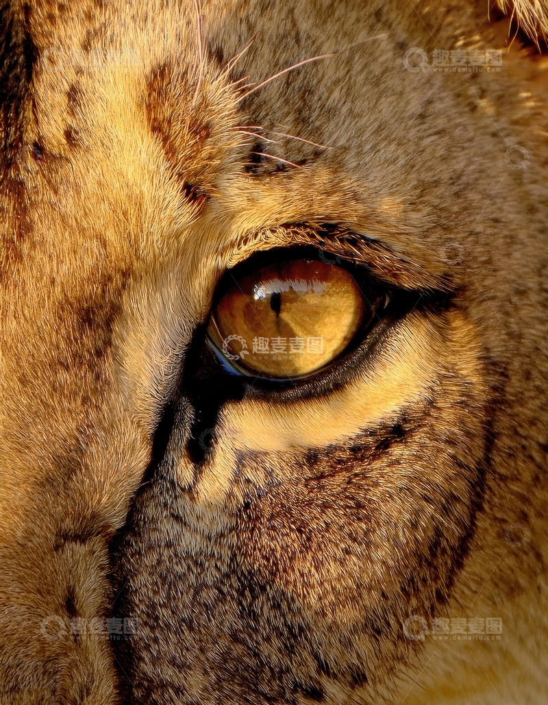 高清大图下载【趣麦麦图】母狮眼眸特写展温柔与坚毅