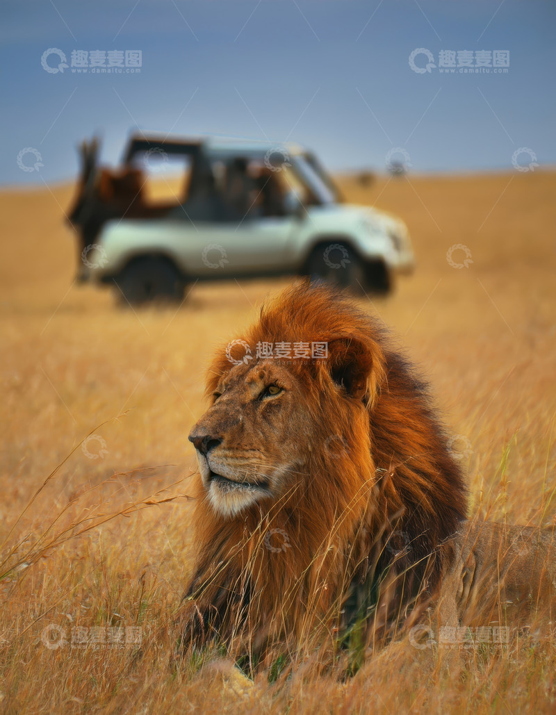 高清大图下载【趣麦麦图】雄狮卧草间与观光车相映成景