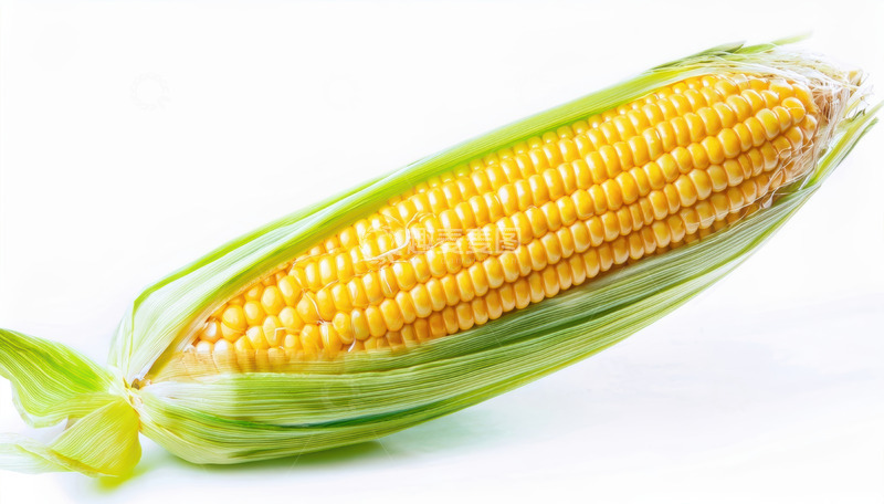高清大图下载【趣麦麦图】白背景下带皮的新鲜玉米棒