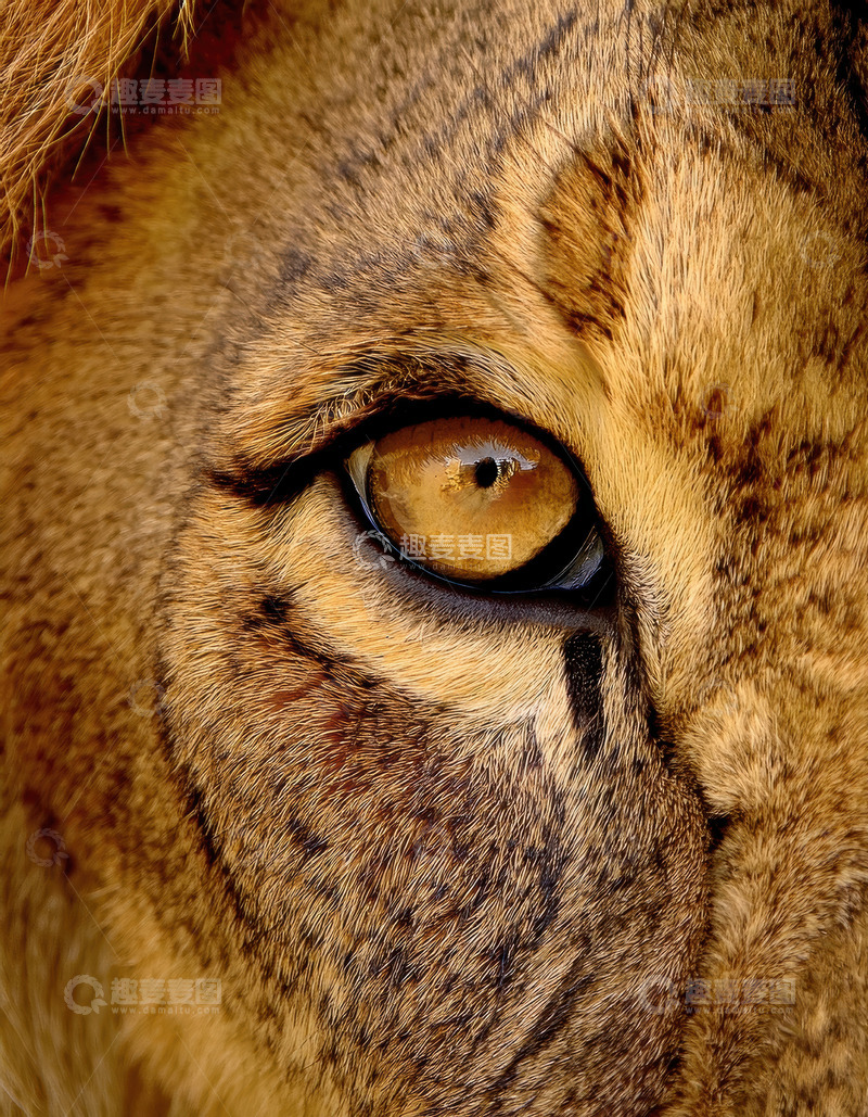 高清大图下载【趣麦麦图】雄狮眼眸特写尽显野性深邃