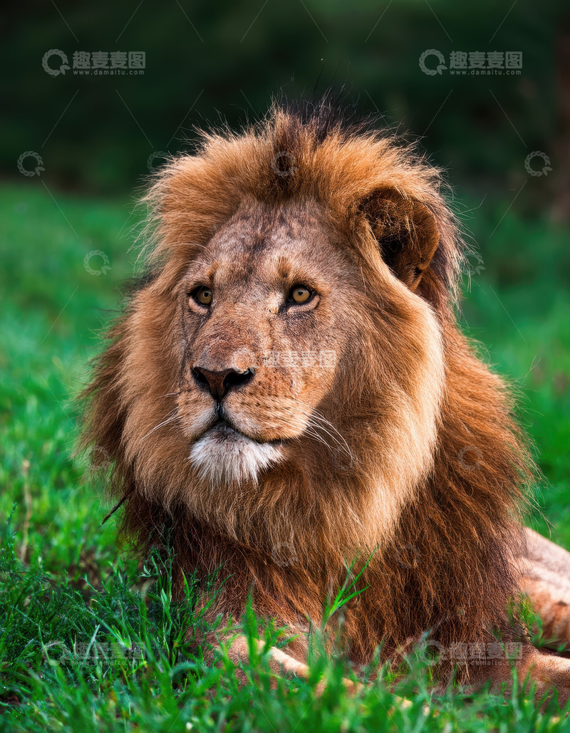 高清大图下载【趣麦麦图】雄狮卧于绿草间显王者静谧