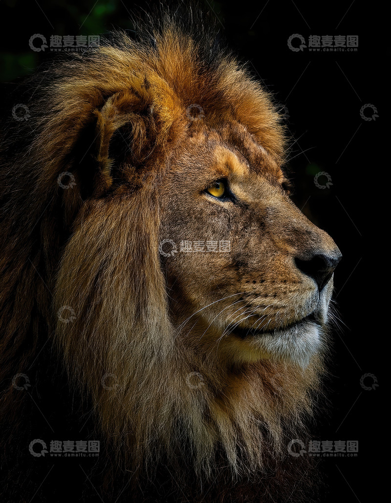 高清大图下载【趣麦麦图】暗夜雄狮侧颜展神秘霸气