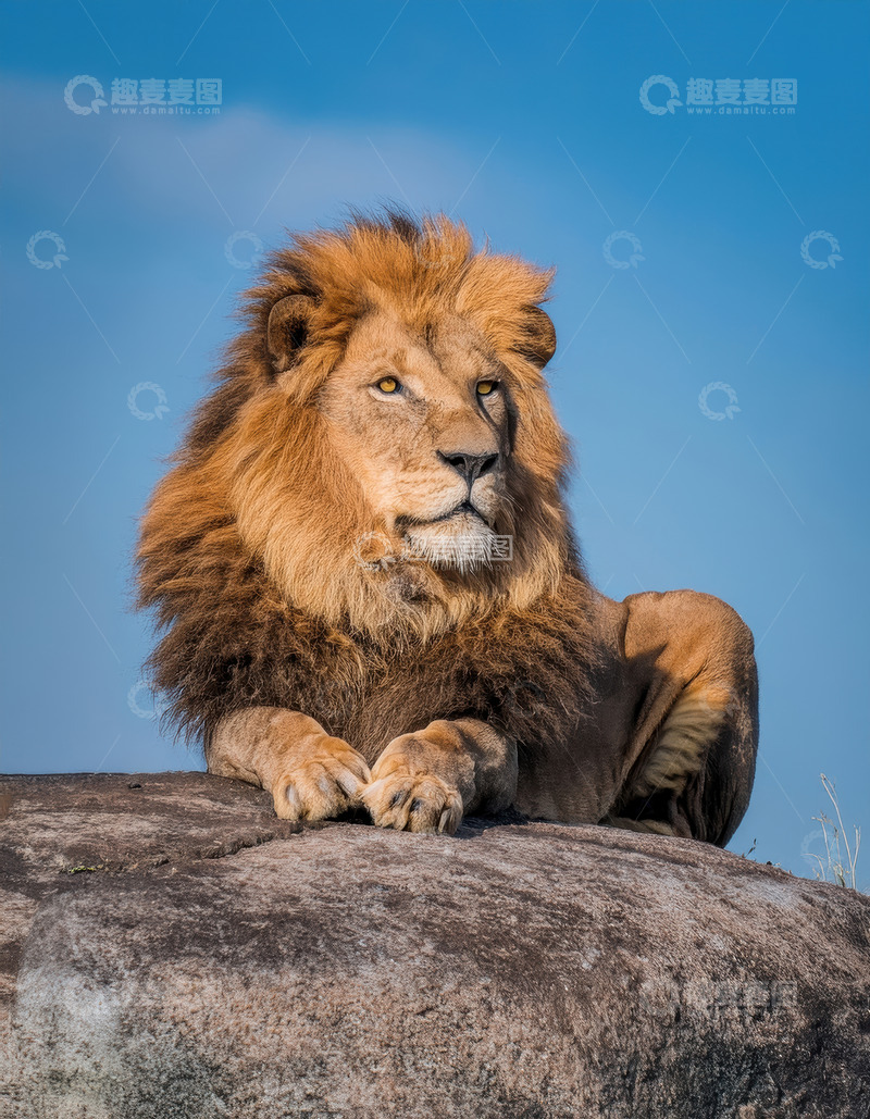 高清大图下载【趣麦麦图】雄狮踞岩望蓝天展雄浑霸气