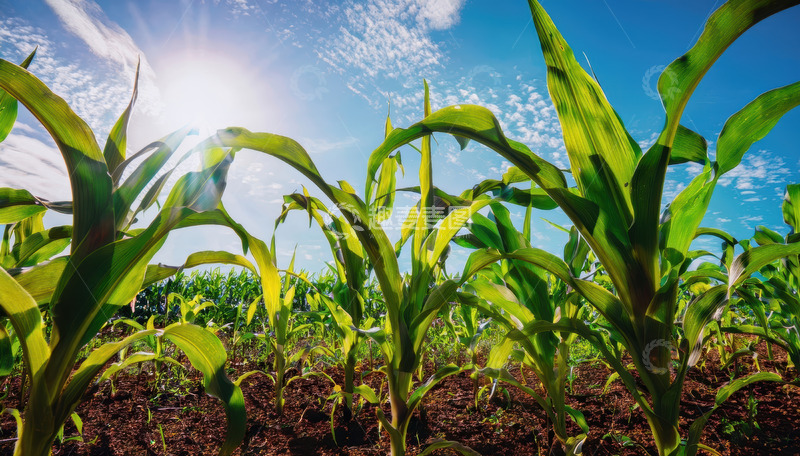 高清大图下载【趣麦麦图】阳光下茁壮成长的玉米植株
