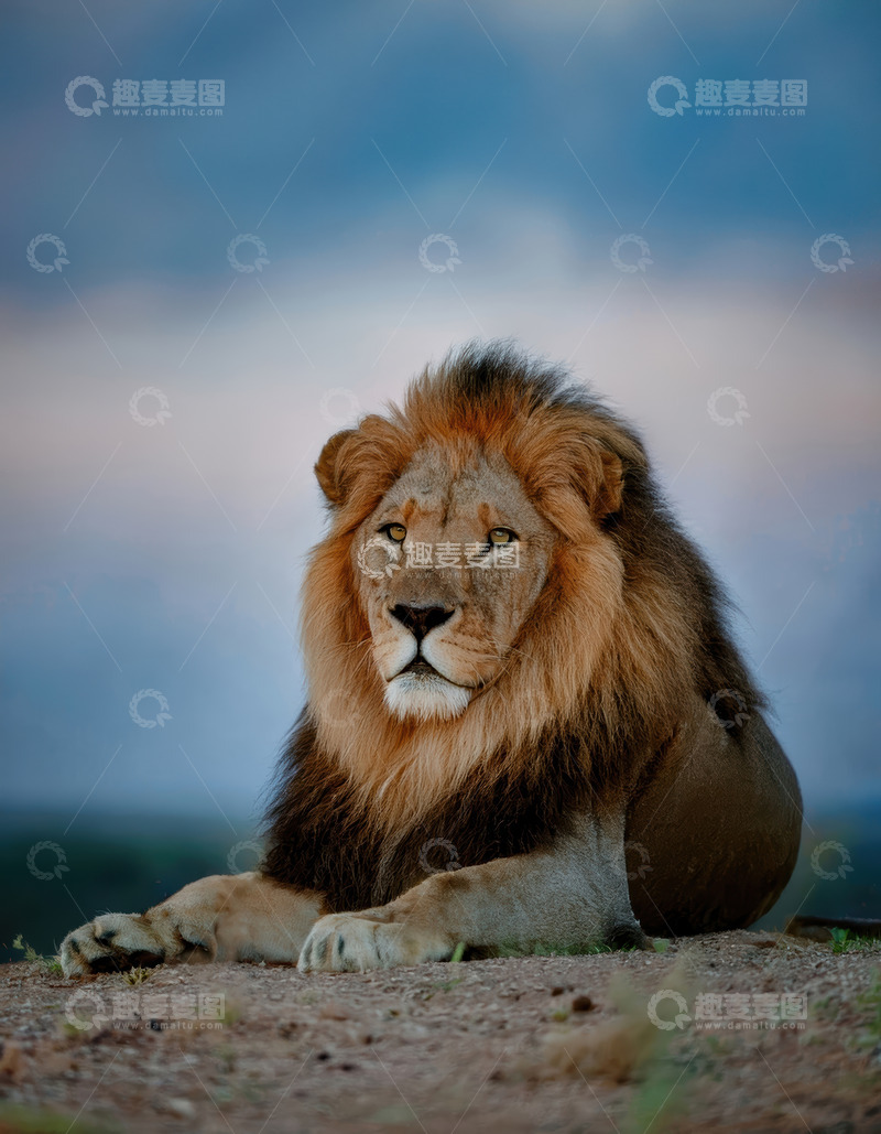 高清大图下载【趣麦麦图】雄狮静卧天地间展王者风范