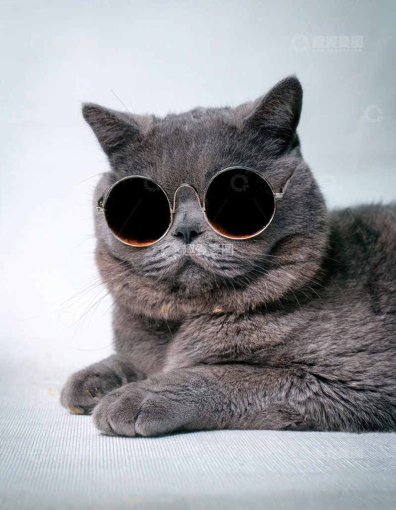 高清大图下载【趣麦麦图】戴棕墨镜灰猫的惬意时尚瞬间