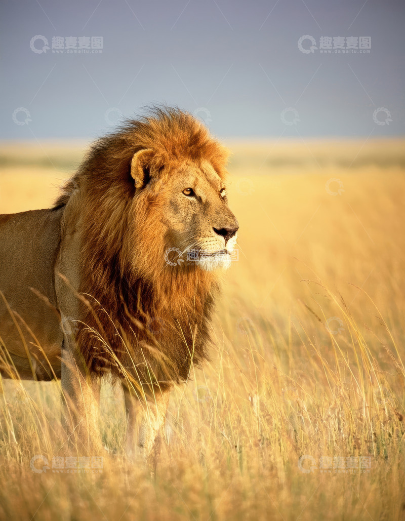 高清大图下载【趣麦麦图】雄狮傲立金草原展王者之姿