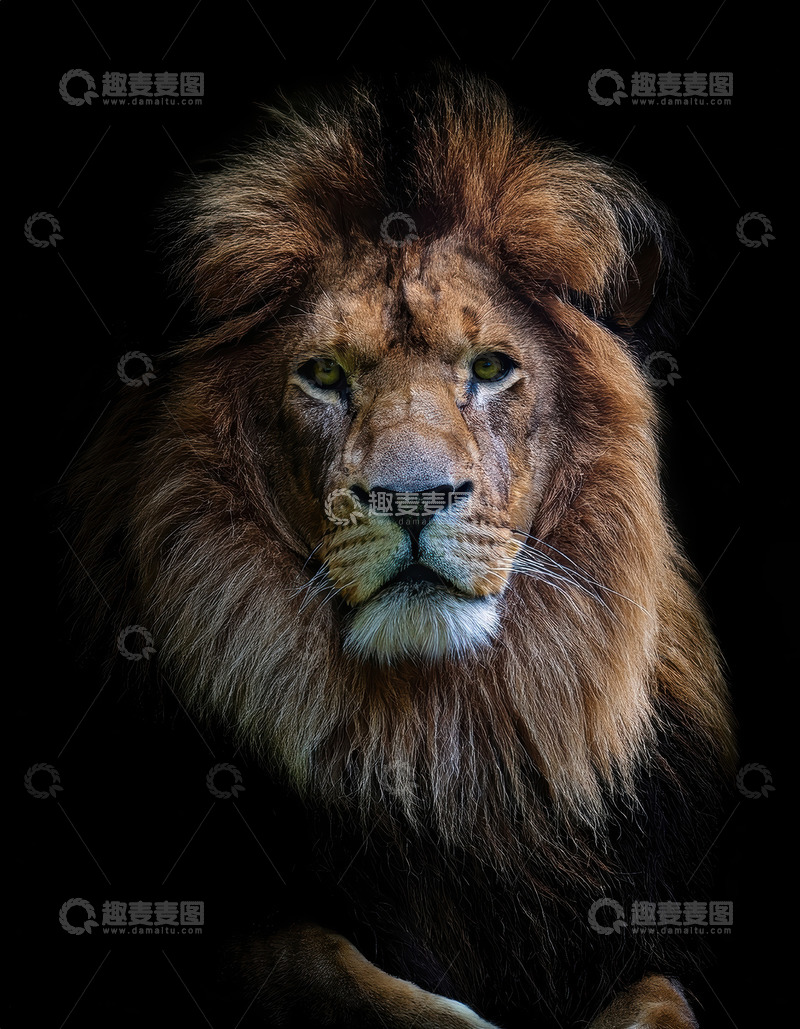 高清大图下载【趣麦麦图】暗夜中雄狮尽显威严霸气