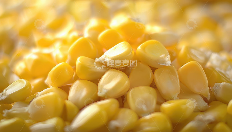 高清大图下载【趣麦麦图】特写：饱满金黄的玉米粒集合