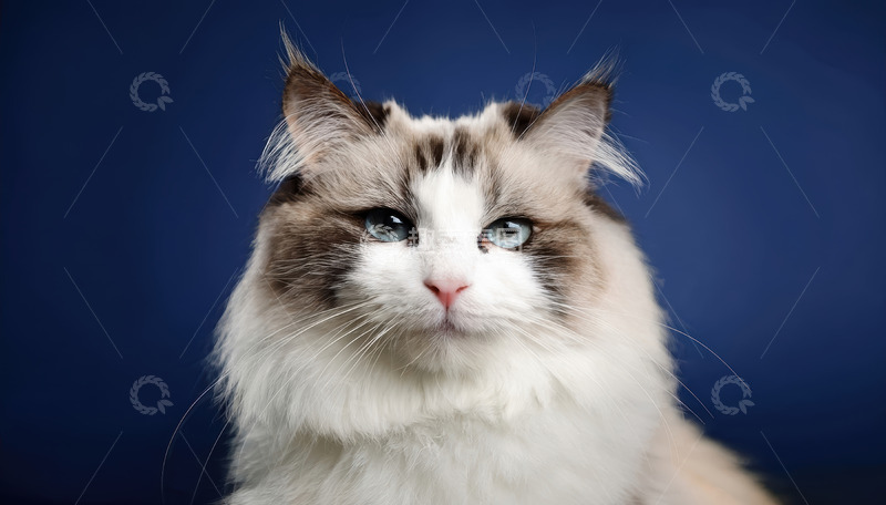 高清大图下载【趣麦麦图】长毛花斑猫蓝背景前显憨态