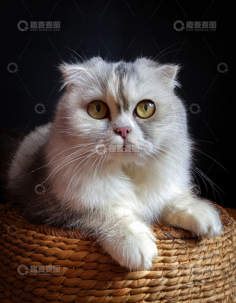 高清大图下载【趣麦麦图】灰白折耳猫的专注神情