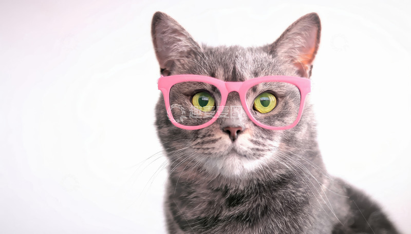 高清大图下载【趣麦麦图】戴粉镜灰猫的可爱瞬间
