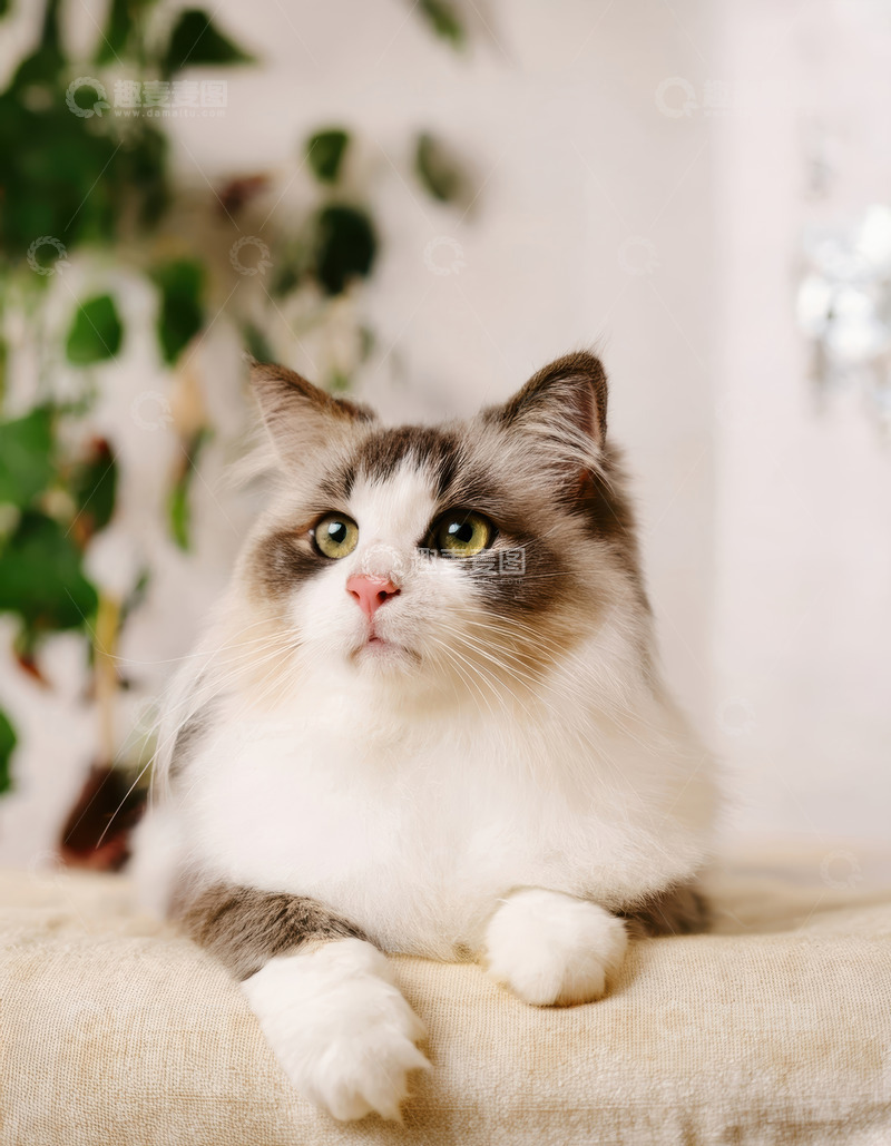 高清大图下载【趣麦麦图】双色布偶猫的惬意静躺时刻