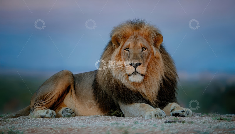 高清大图下载【趣麦麦图】雄狮静卧显草原王者沉稳气度