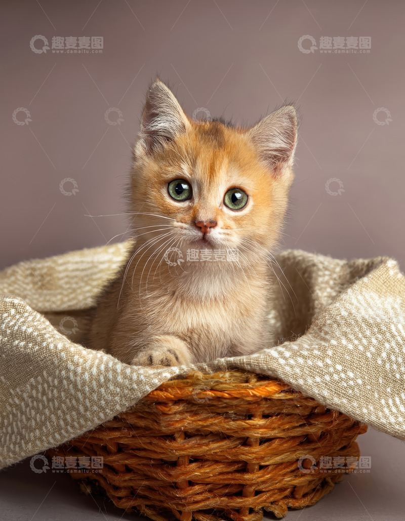 高清大图下载【趣麦麦图】小橘猫在篮子里的纯真模样