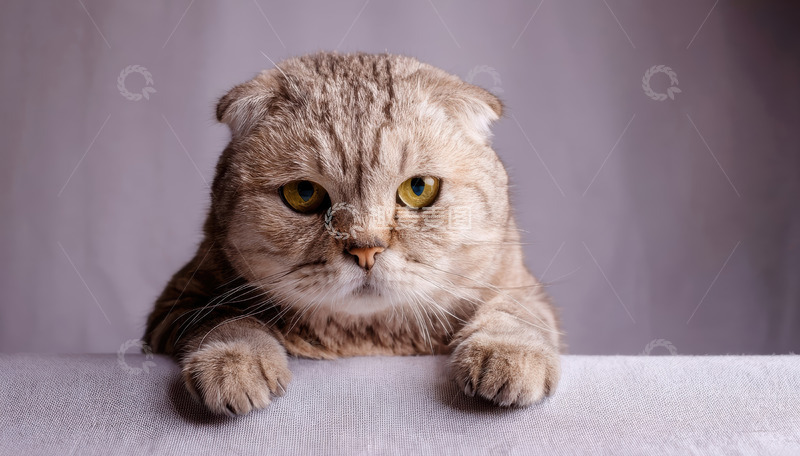 高清大图下载【趣麦麦图】折耳虎斑猫浅灰背景前憨态