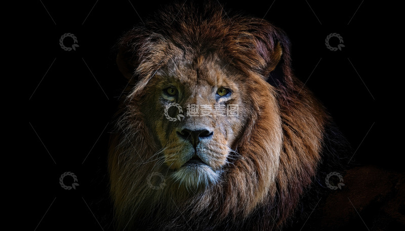 高清大图下载【趣麦麦图】暗夜中雄狮的威严凝视