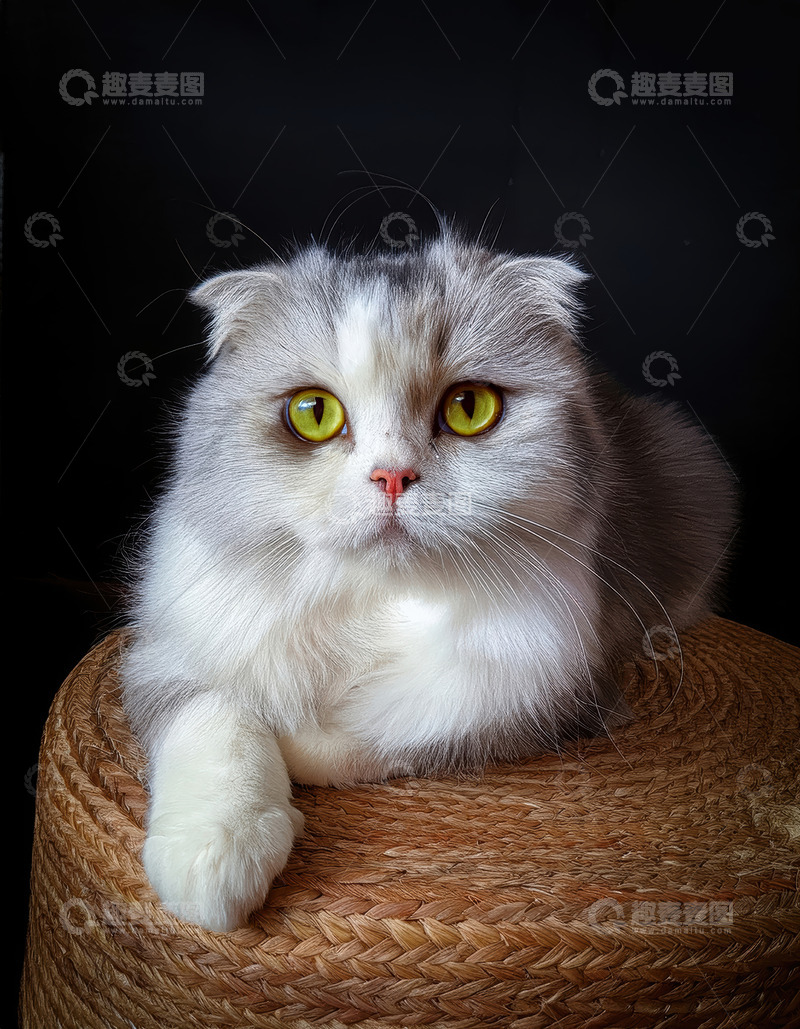 高清大图下载【趣麦麦图】灰白折耳猫的静谧姿态