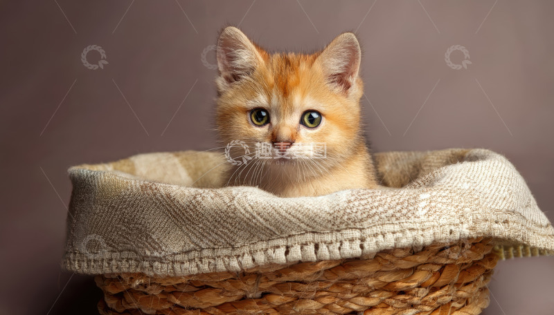 高清大图下载【趣麦麦图】橘猫幼崽篮中张望显天真可爱