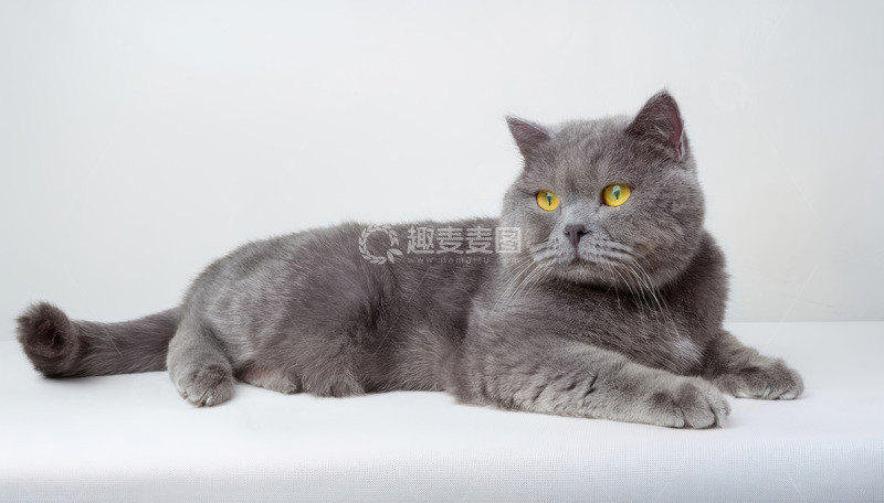高清大图下载【趣麦麦图】灰蓝英短猫纯白背景显慵懒